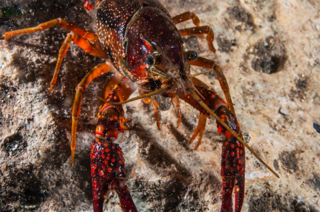 Crawfish close-up during mating season in Jacobs Well Natural Area, Wimberley, Texas.