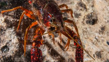Crawfish close-up during mating season in Jacobs Well Natural Area, Wimberley, Texas.