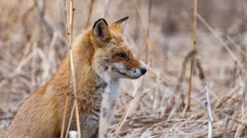 The red fox (Vulpes vulpes) close up.
