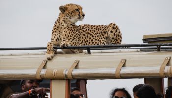A cheetah on a vehicle