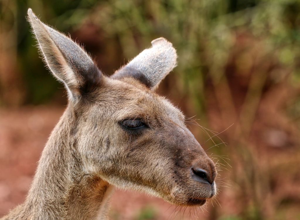 Close-Up Of A Kangaroo Against Blurred Background