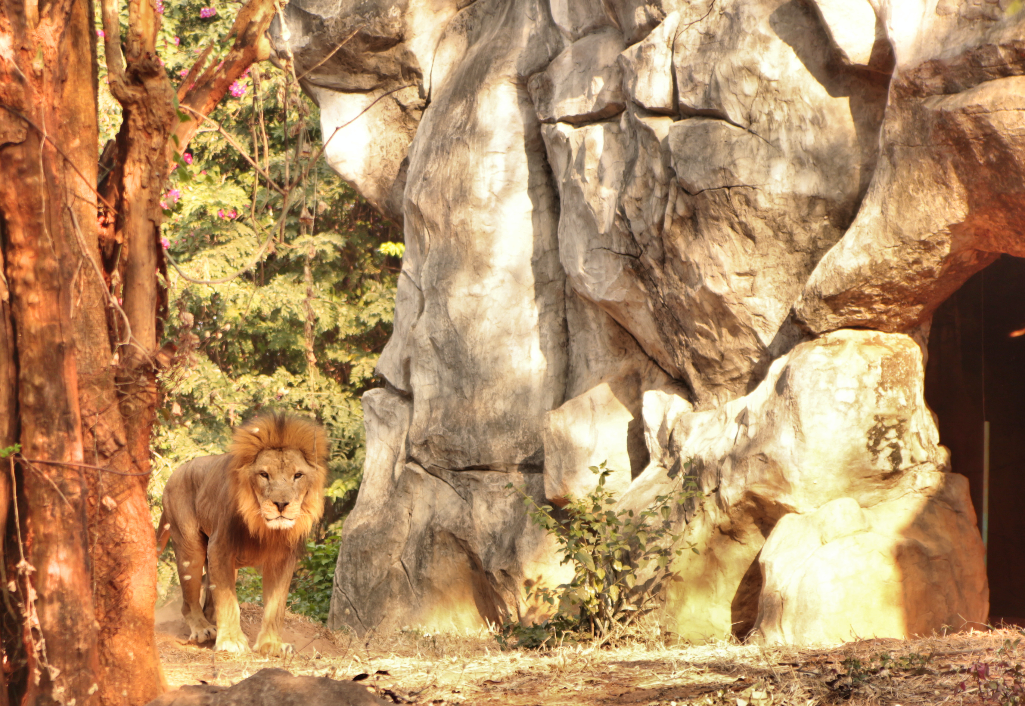 Portrait Of Lion Standing In Forest