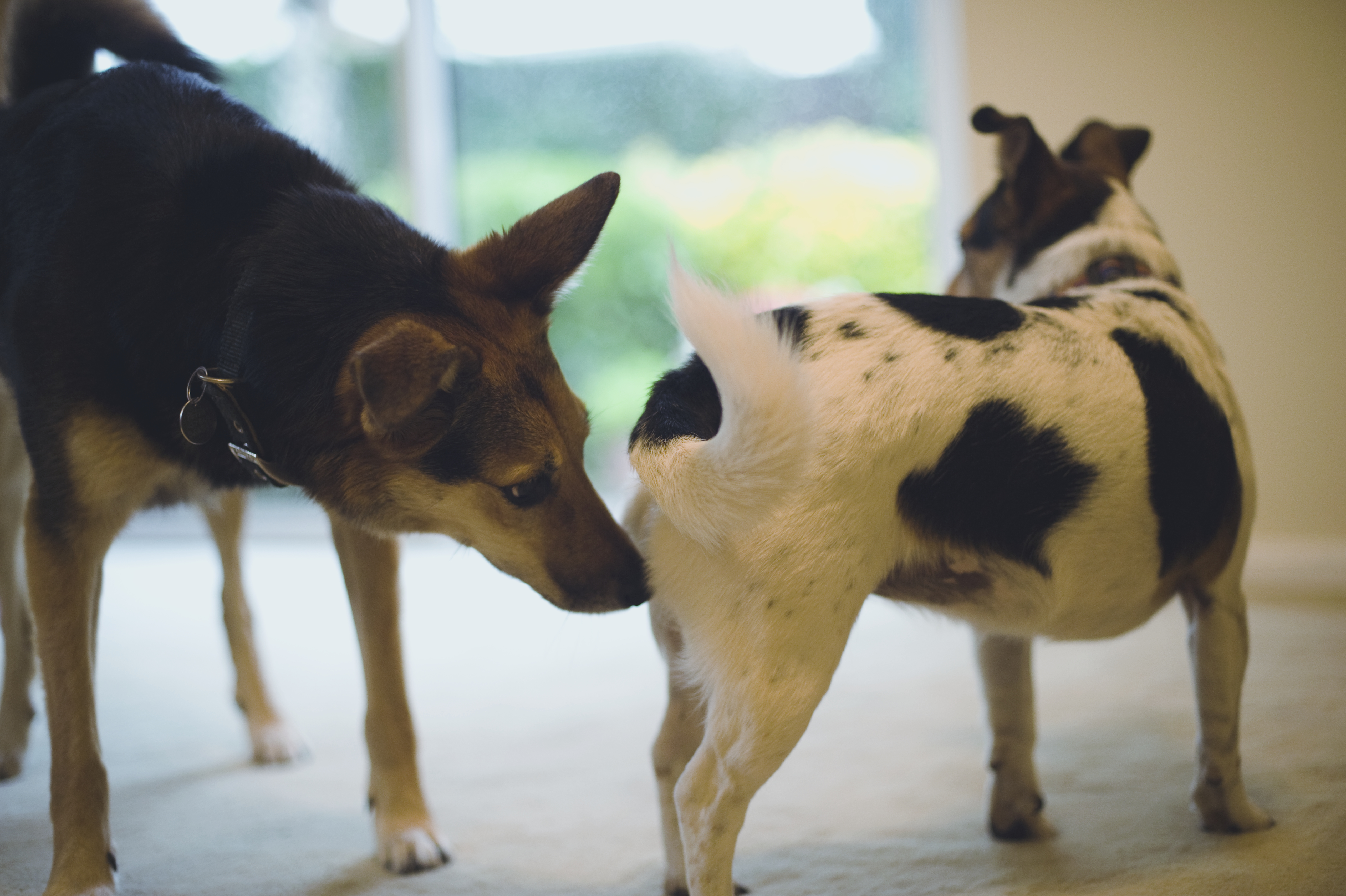 Dog sniffing another dog's rear, close-up