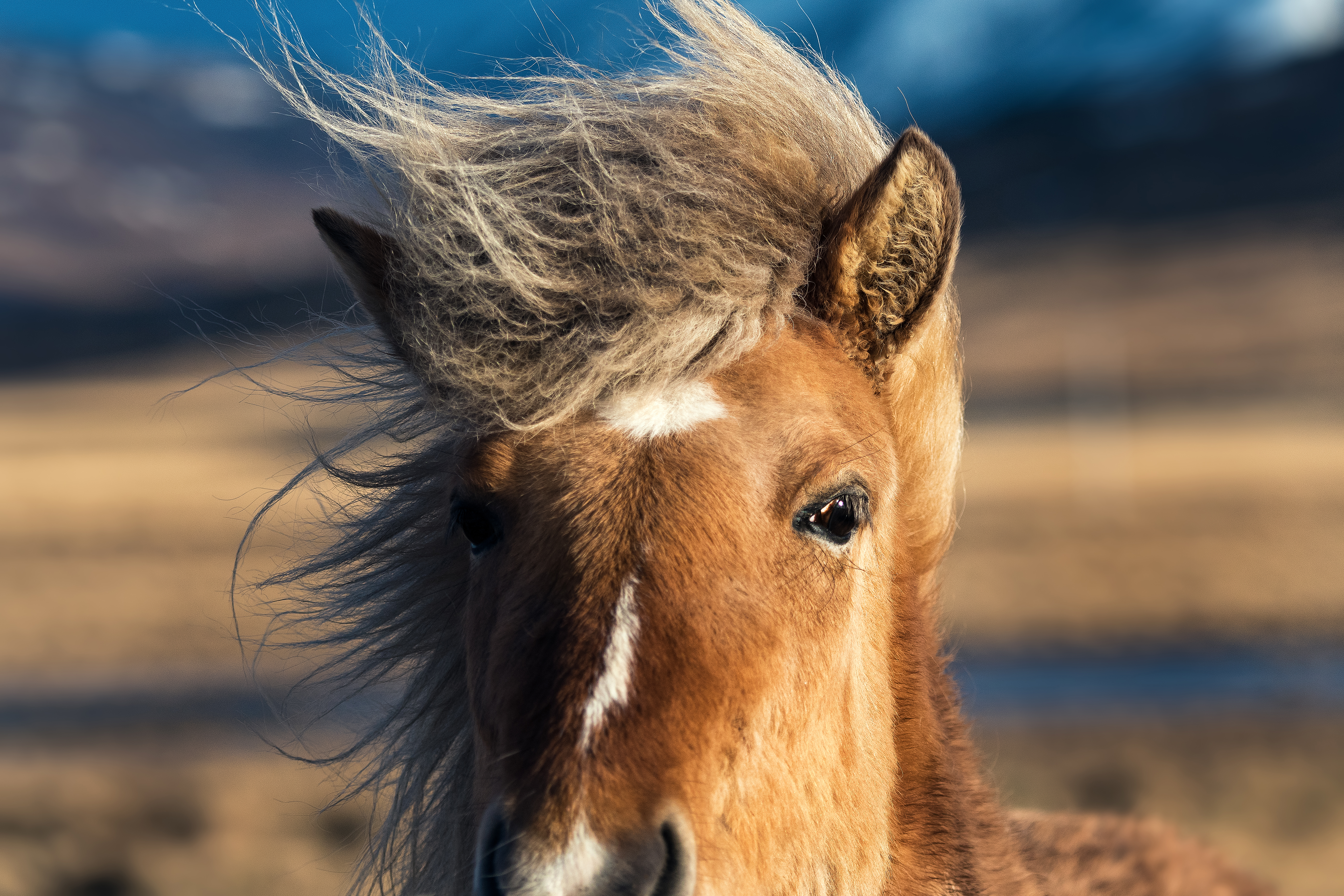 Close-up of Icelandic Horse