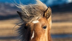 Close-up of Icelandic Horse