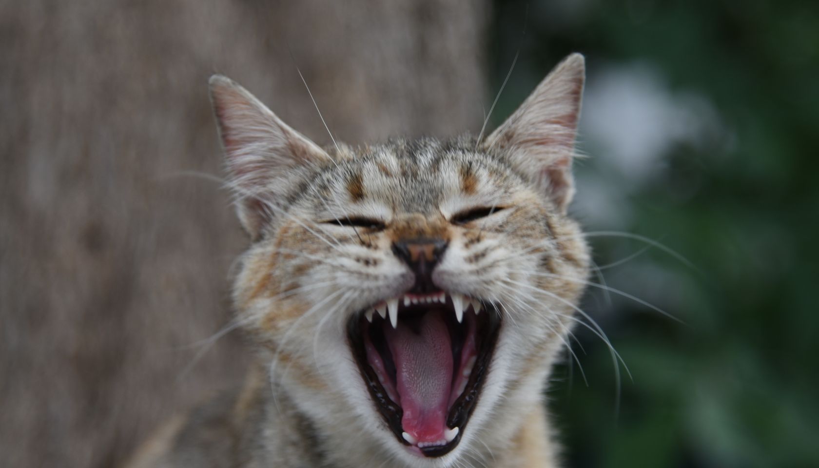 Different emotions of a cat