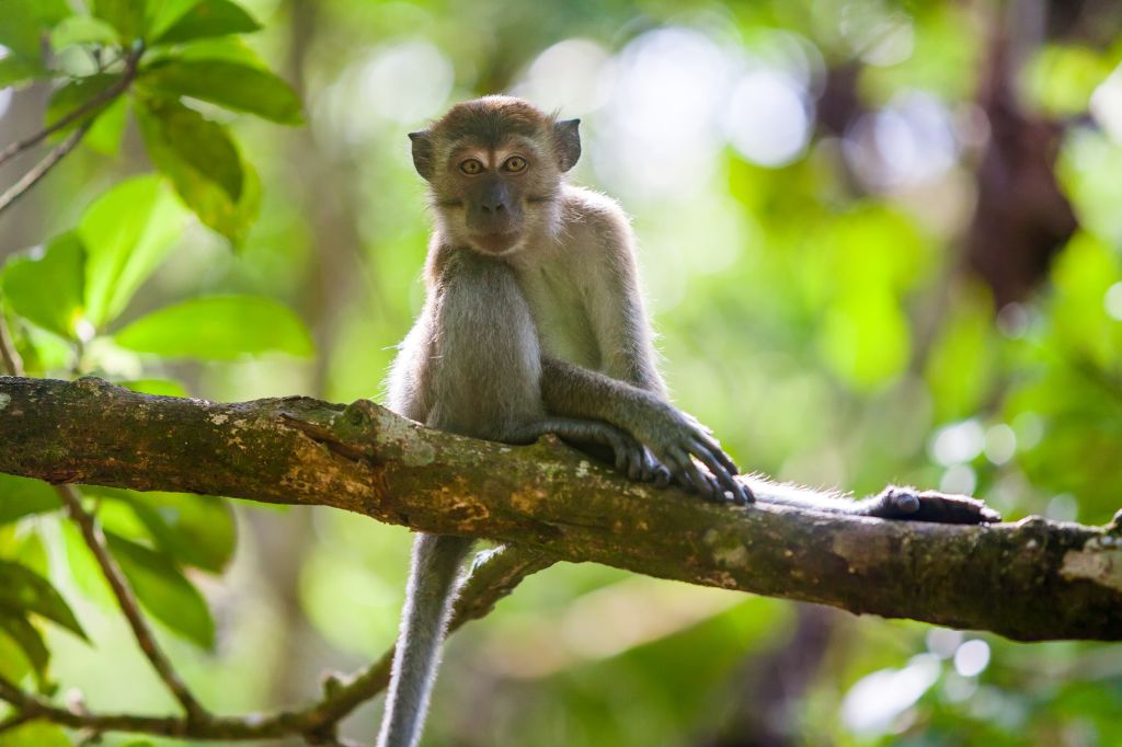 Crab-eating macaque in the jungles of Sumatra. Bukit Lawang