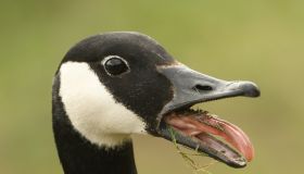 A head shot of a Canada Goose (Branta canadensis) with its beak open and its tongue sticking out.