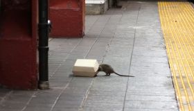 Rat in a New York City Subway Station