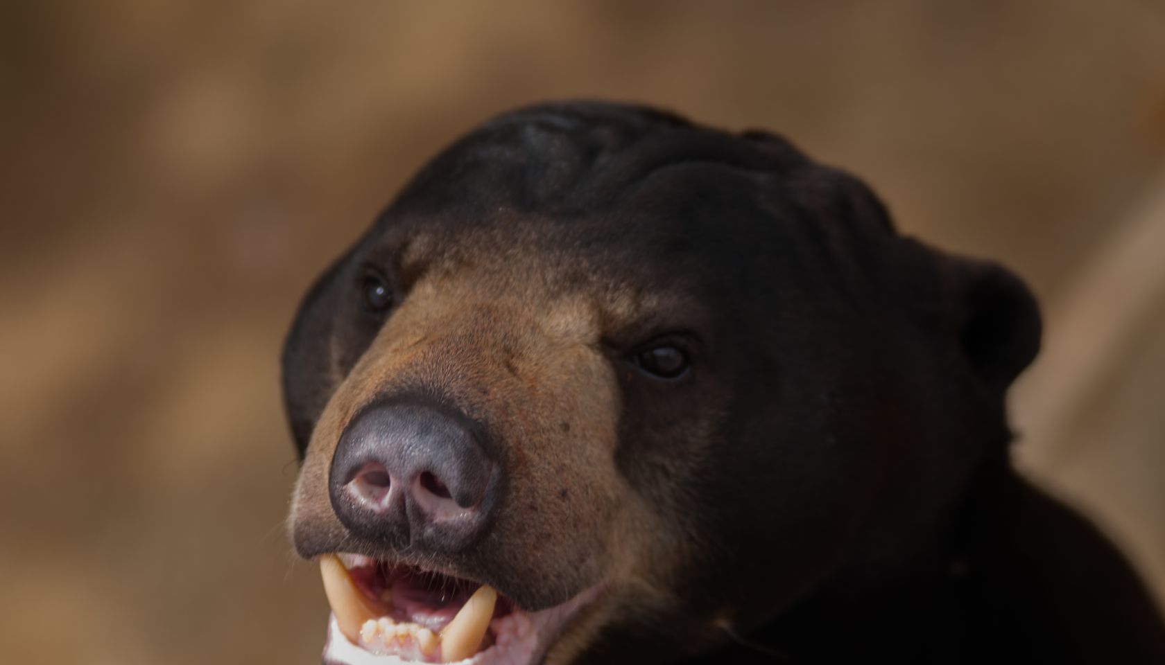 Close-Up Of Dog