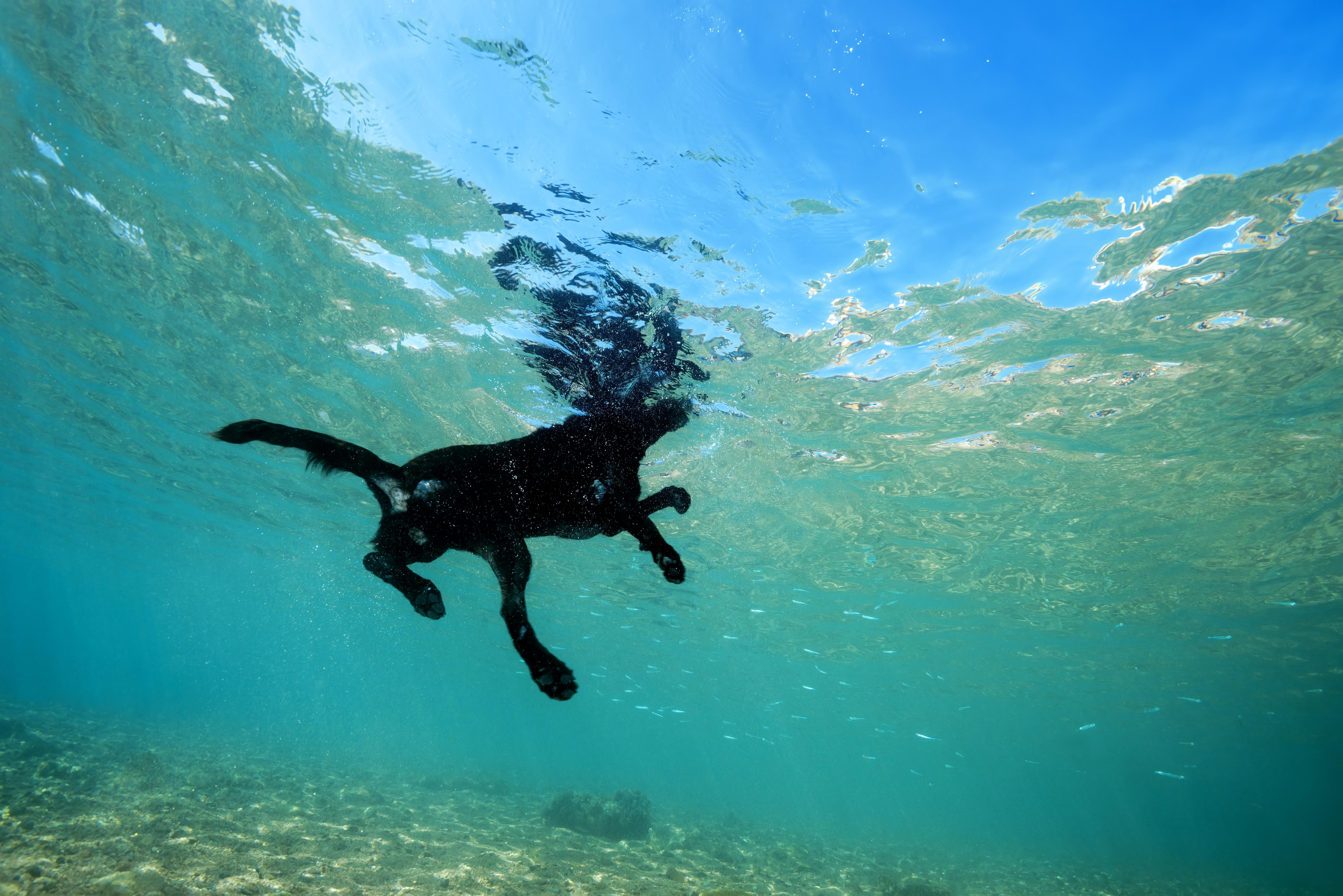 Black dog floats on the surface of the water, Red Sea, Dahab, Egypt