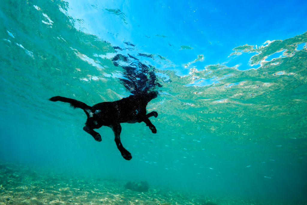 Black dog floats on the surface of the water, Red Sea, Dahab, Egypt