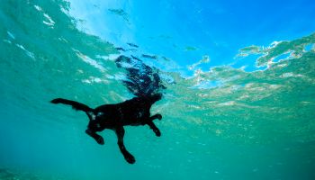 Black dog floats on the surface of the water, Red Sea, Dahab, Egypt