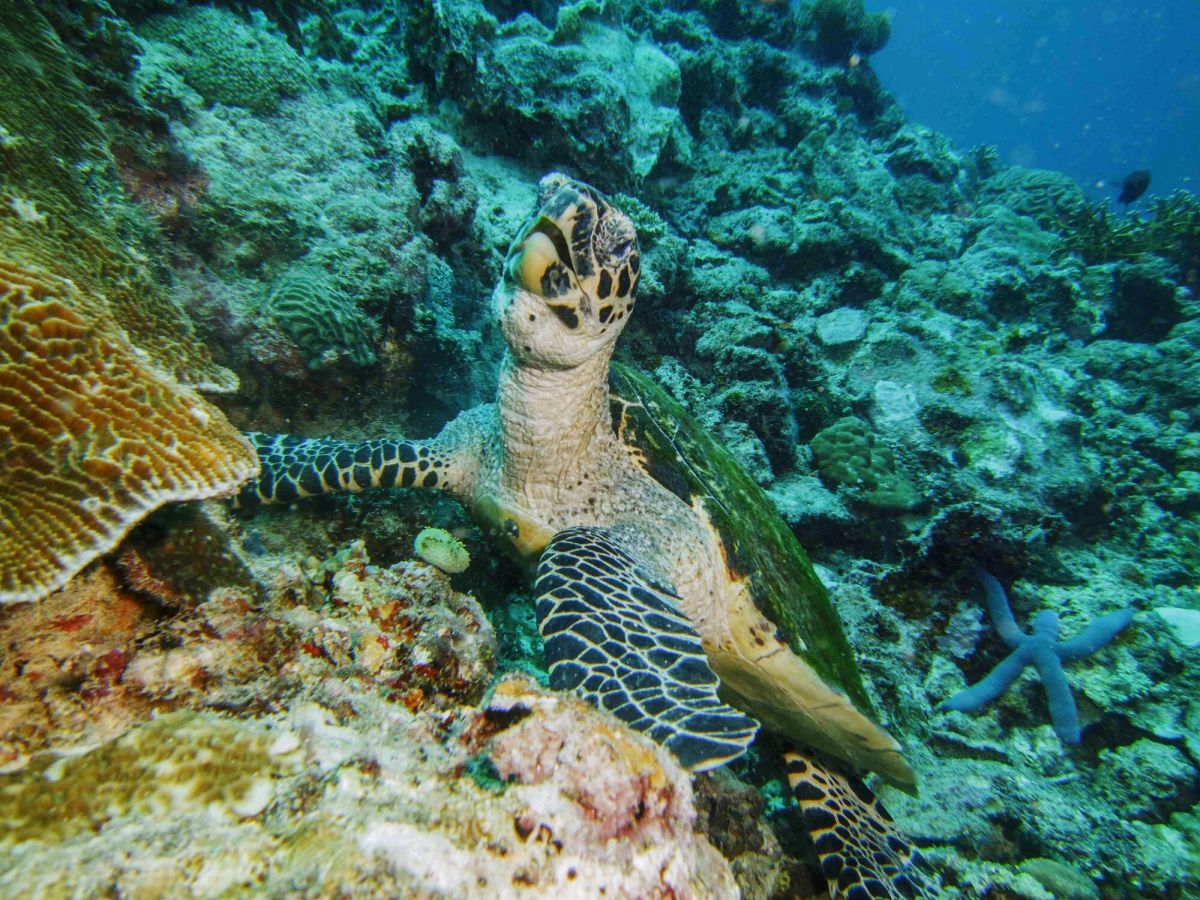 Close-Up Of Turtle Swimming In Sea