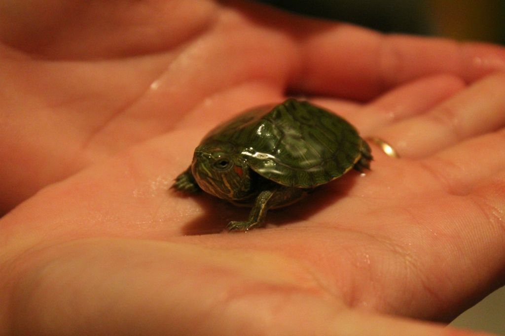 Cropped Hand Holding Turtle Hatchling