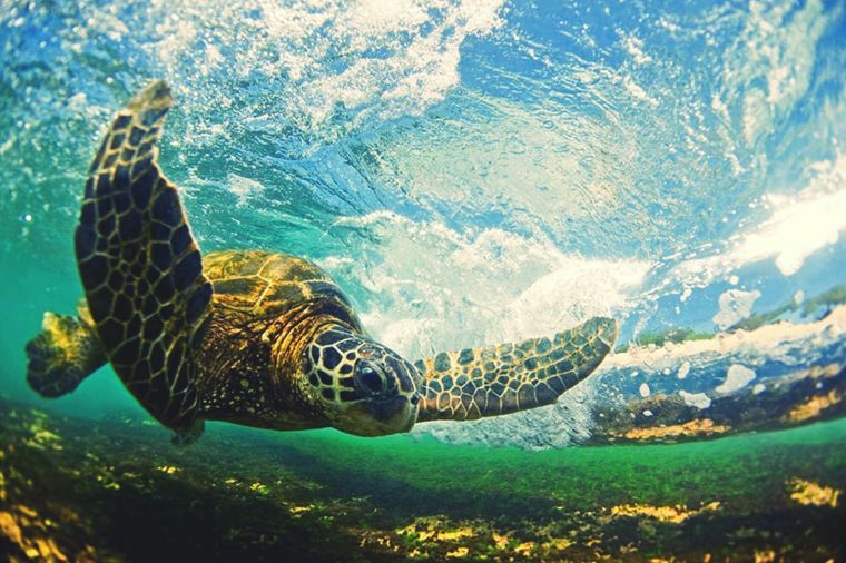 Sea turtles have special glands that remove salt from the water they drink.