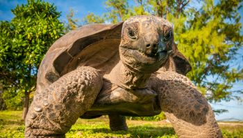 Seychelles, Bird Island, Seychelles giant tortoise (Aldabrachelys gigantea), endemic