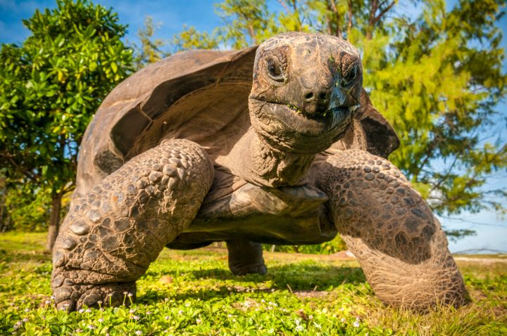 Seychelles, Bird Island, Seychelles giant tortoise (Aldabrachelys gigantea), endemic