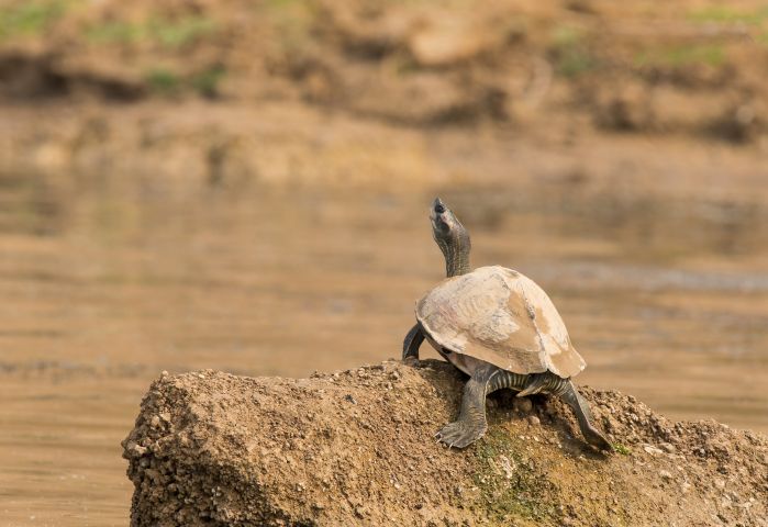 Group of Softshell Turtles sunbasking on a rocky edge on chambal river