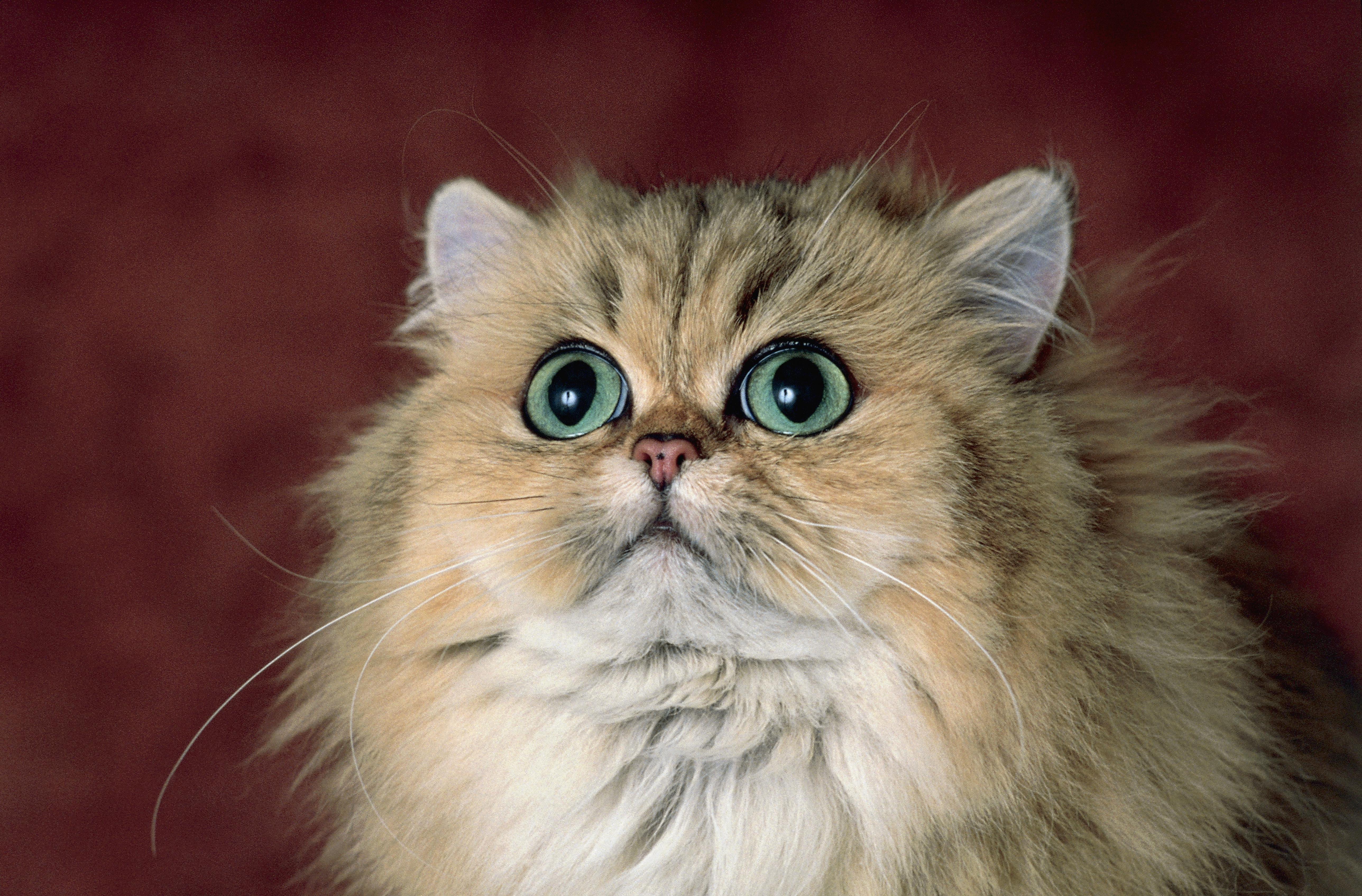 Close-up of a Shaded Golden Persian cat