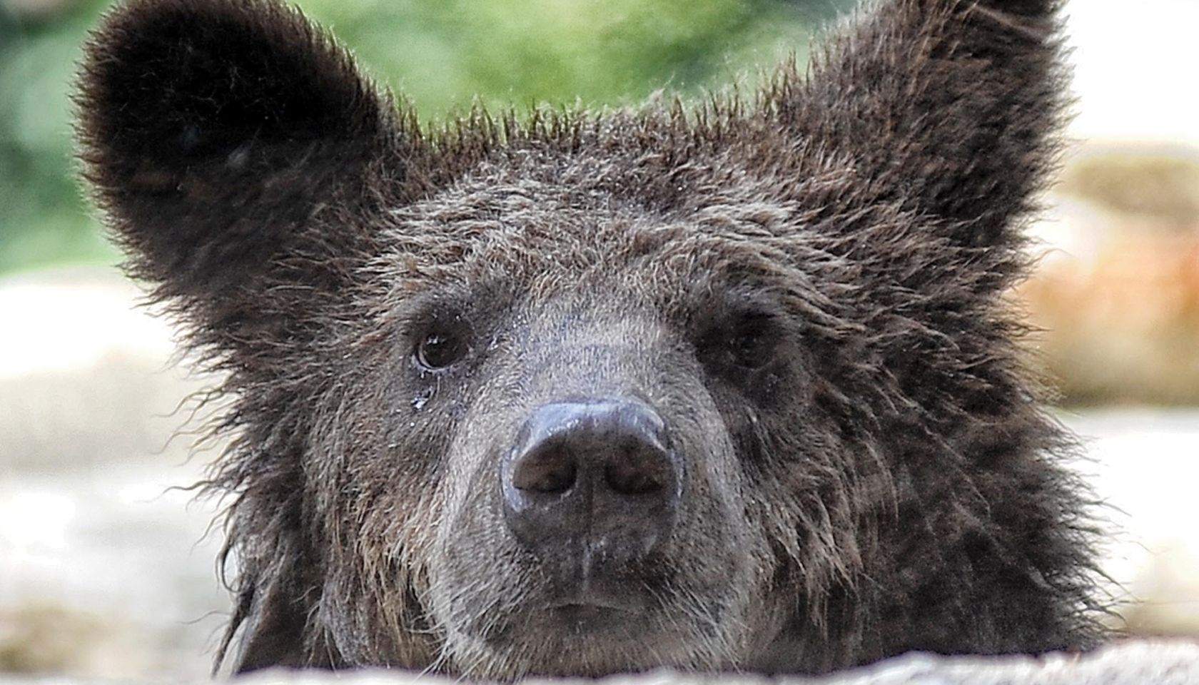 Three rescued brown Albanian bear cubs arrive at their new home at Bioparco di Roma Zoo