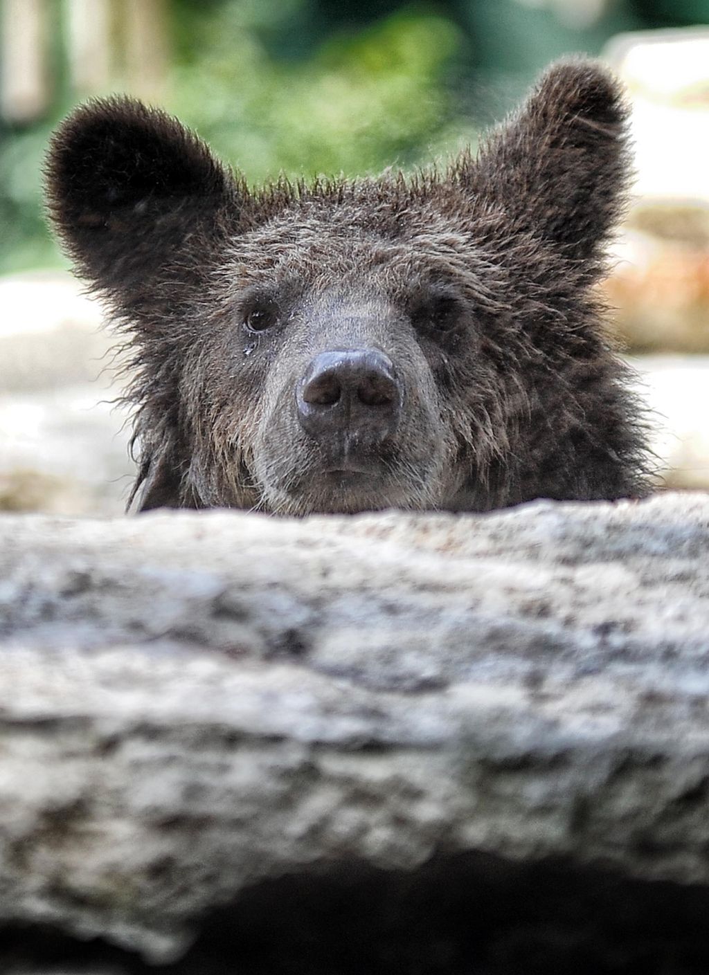 Three rescued brown Albanian bear cubs arrive at their new home at Bioparco di Roma Zoo