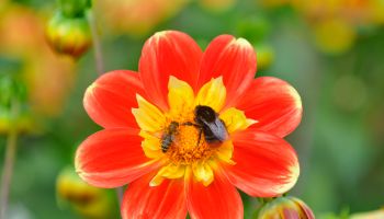 Dahlia (Dahlia), variety Pooh, bloom with red-tailed bumblebee (Bombus lapidarius) and honey bee (Apis), North Rhine-Westphalia, Germany
