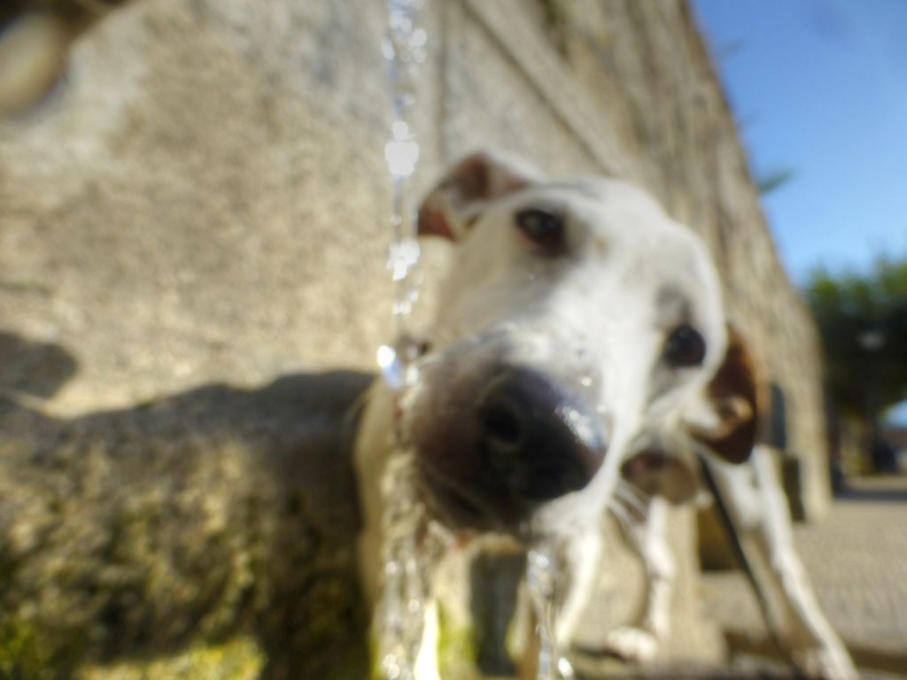 Perro Jack Russell blanco bebiendo agua en fuente
