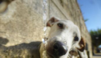 Perro Jack Russell blanco bebiendo agua en fuente