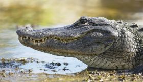 Alligator on mud, close-up