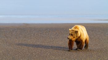 Grizzly bear with golden fur approaching on the dark sandy beach with the water in the background. Bear shadow shown on the sand on a lovely clear summer day.