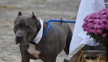 Cute Pitbull Pair Tie the Knot and Get Their Furry-Tail Ending