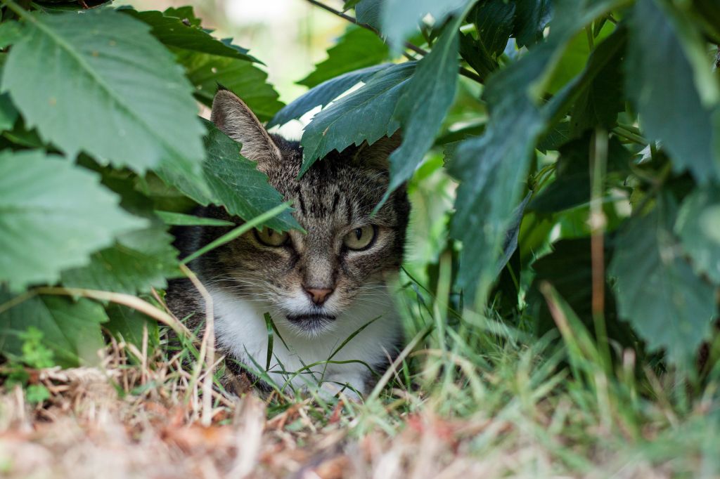 front view closeup of tabby cat hiding under dahlia foliage in garden