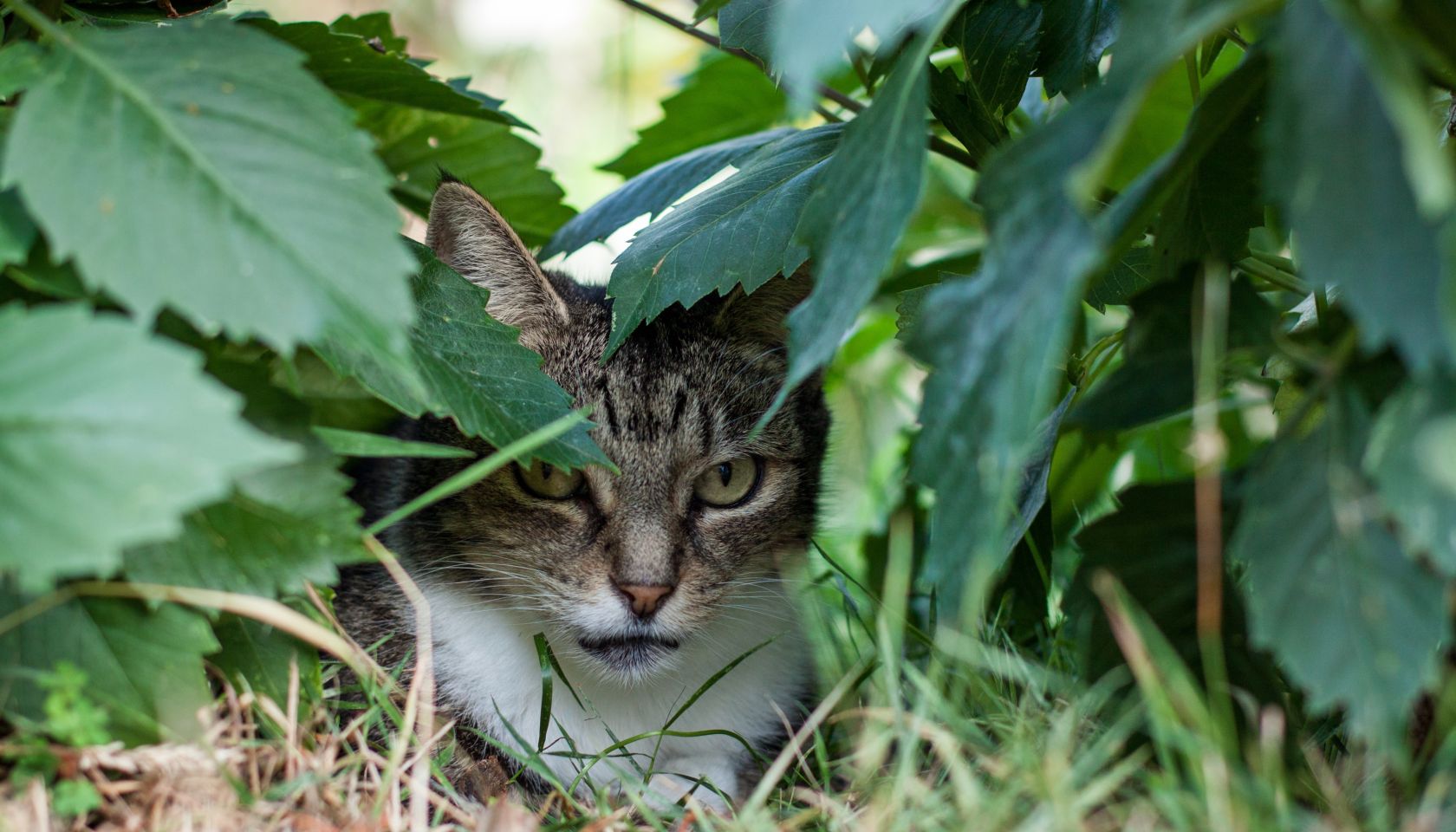 front view closeup of tabby cat hiding under dahlia foliage in garden
