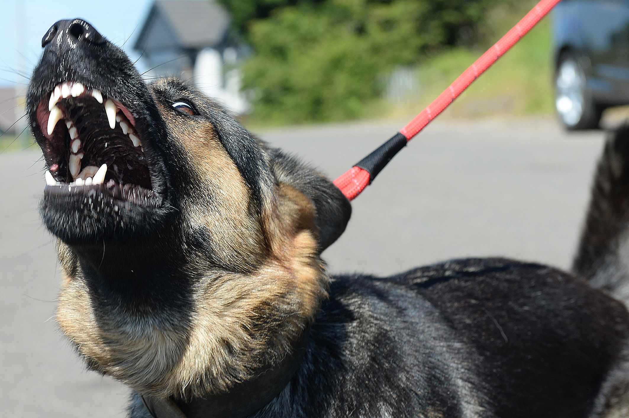 Dogs Guard M1 Traveler Fly Tip