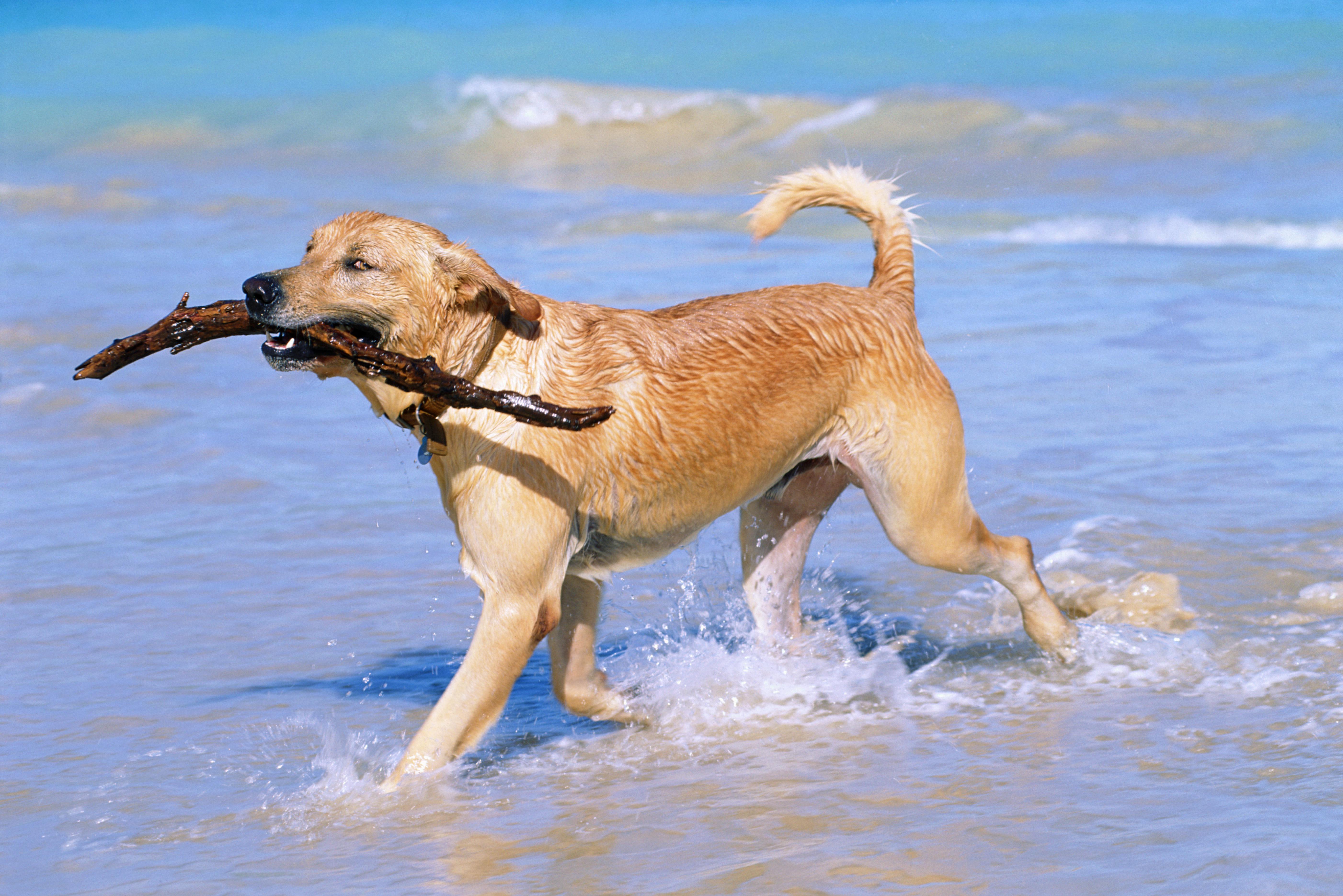 Golden Retriever on beach with stick