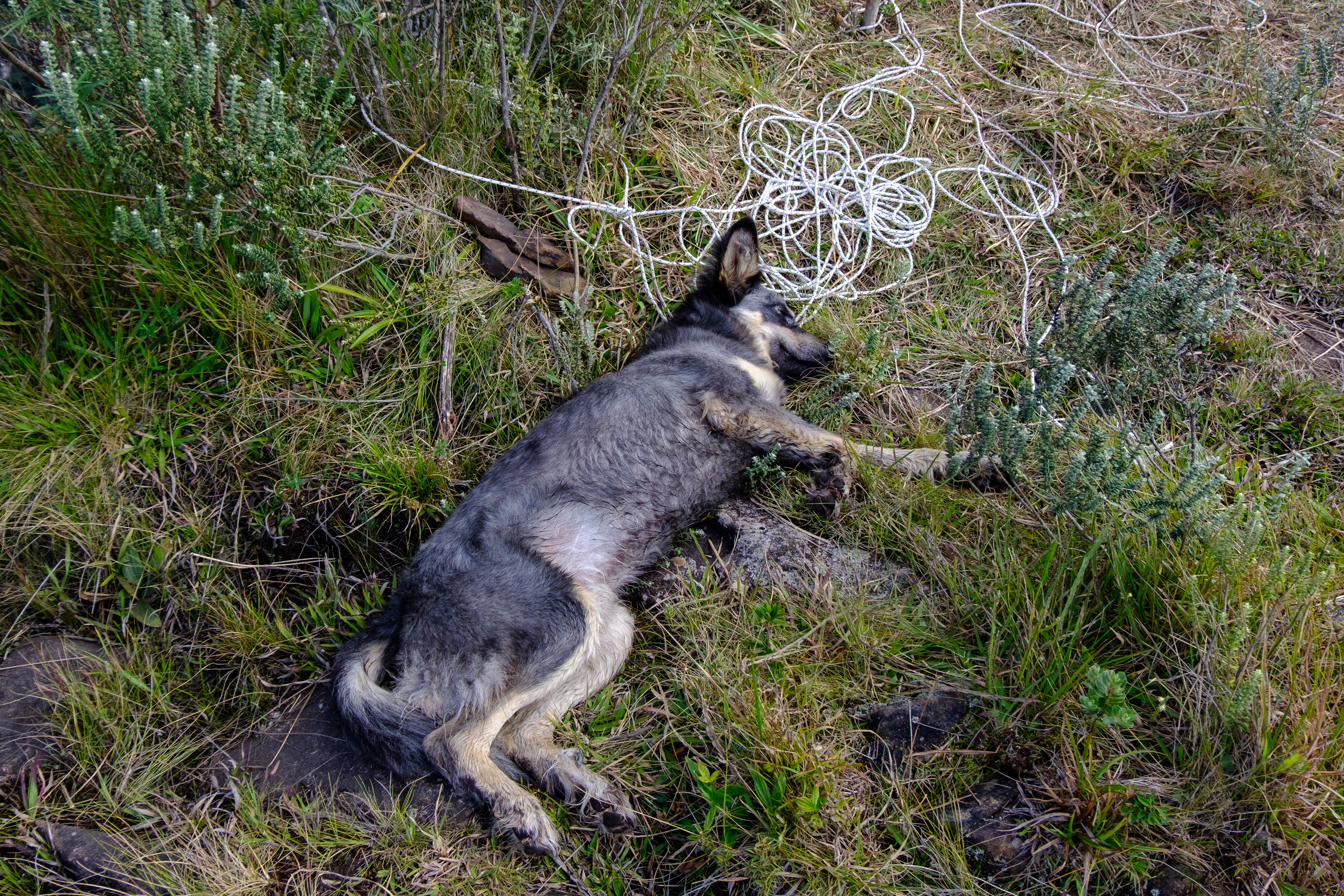 Dog at Espraiado Canyon