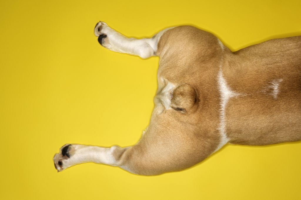 Hind legs of English Bulldog laying on yellow background.