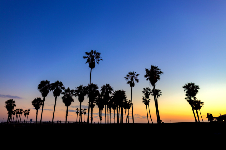 Palm tree silhouettes against the sky at sunset in Venice Beach, California