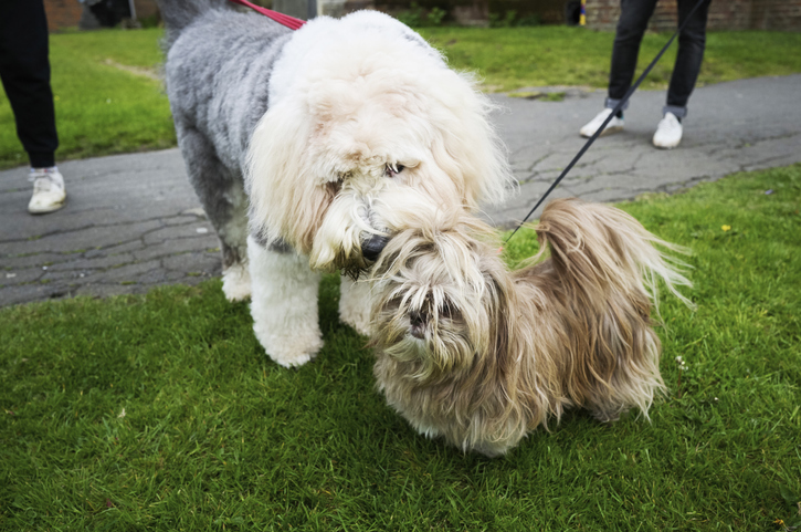 Two fluffy dogs together on a dog walk