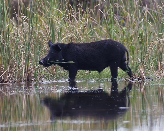 Feral Hog