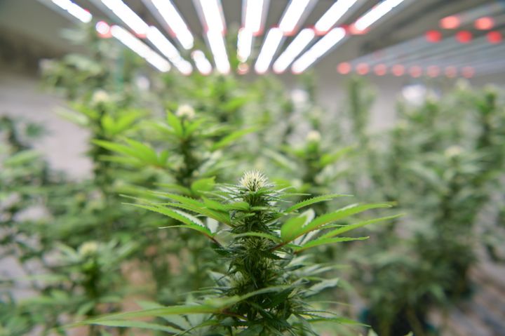 Cannabis plants mature under artificial light in a grow room