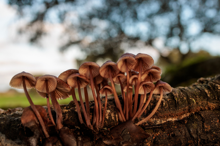 Close-up of mushrooms growing on tree trunk,Arroyo de la Luz,Spain