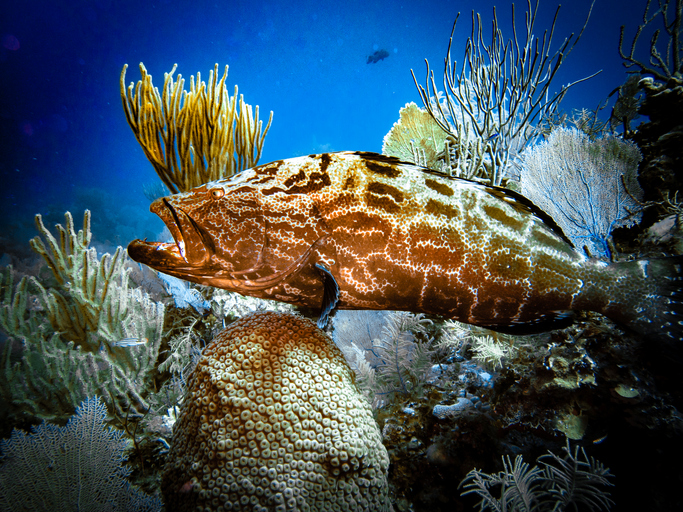 Black Grouper (Mycteroperca bonaci) at a cleaning station on a coral head in the Exuma Cays, Bahamas