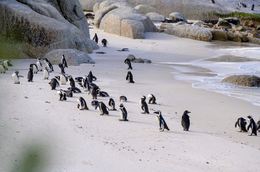 Adventures By Disney in South Africa