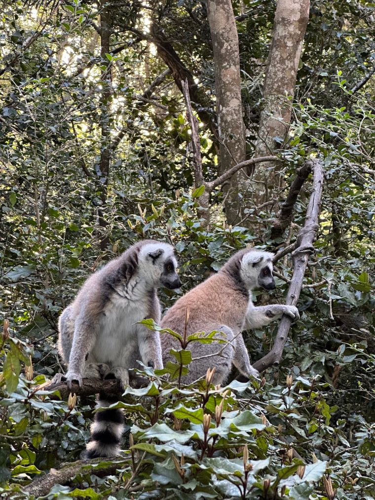 Adventures By Disney South Africa: Monkeyland