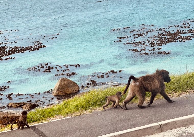 Adventures By Disney South Africa: Cape Town