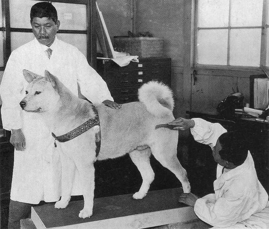 The Most Famous Animals Who Got More Attention Than Humans - Hachiko