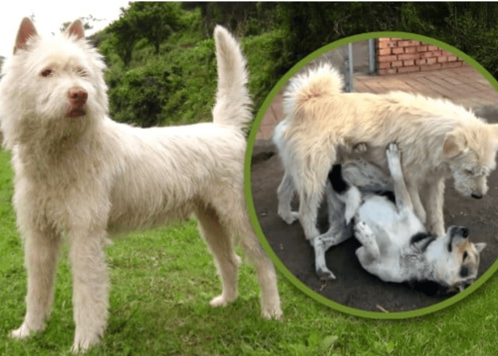 The Famous Animals Who Got More Attention Than Humans - King Charles The Alpha Dog