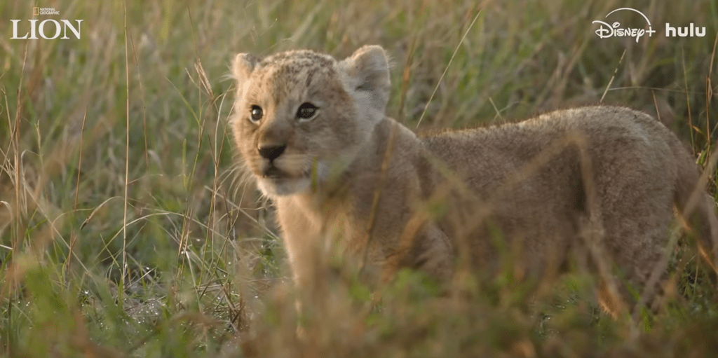 A young lion cub standing in tall grass, looking directly at the camera with a curious expression.